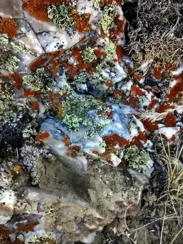 blue opal with lichen