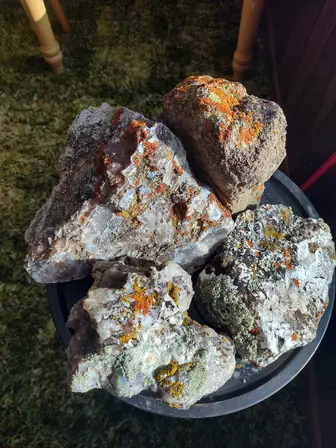 rock specimens with lichen