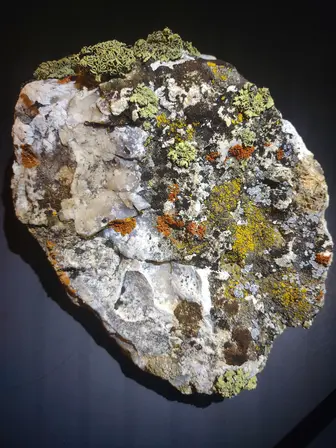 rock and lichen