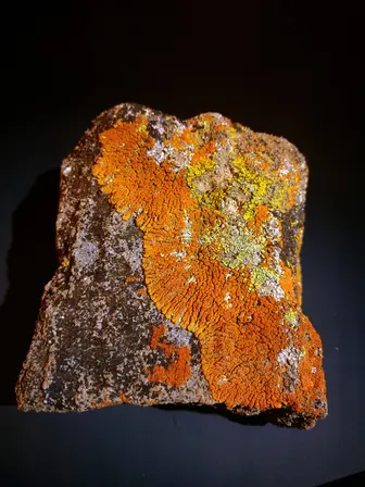 rock specimens with lichen