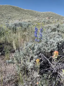 Wildflowers