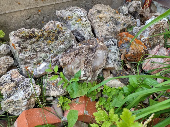 rock specimens with lichen