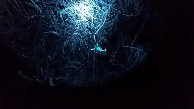 Fluorescent Scorpion