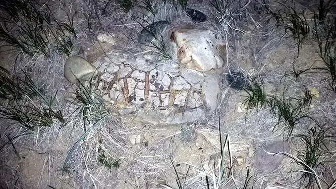 Septarian Concretion at Night