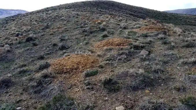 Septarian Concretions on Hillside