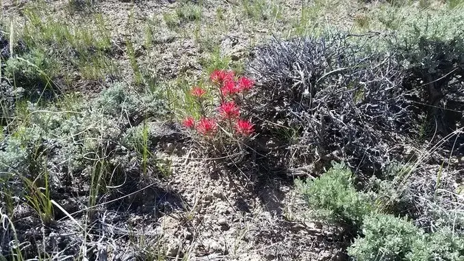 desert wildflowers