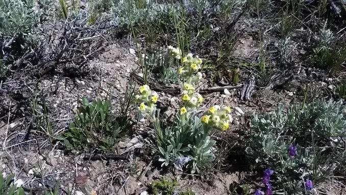 desert wildflowers