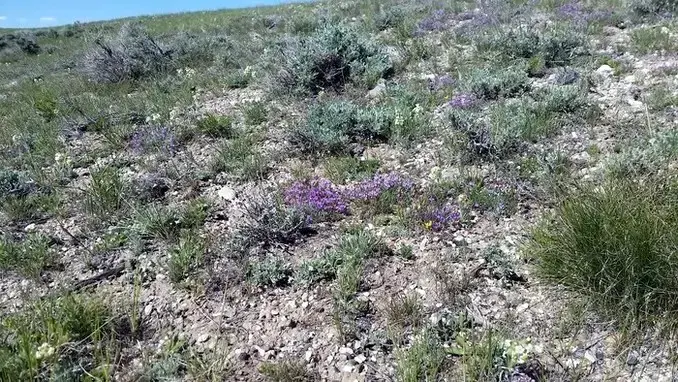 desert wildflowers