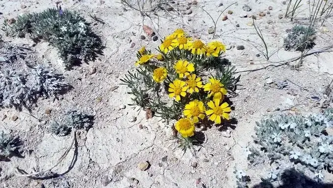 wildflowers