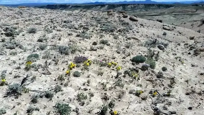 wildflowers