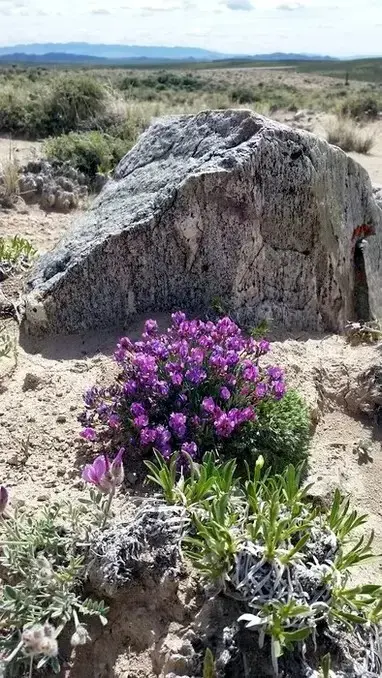 big rock and wildflowers