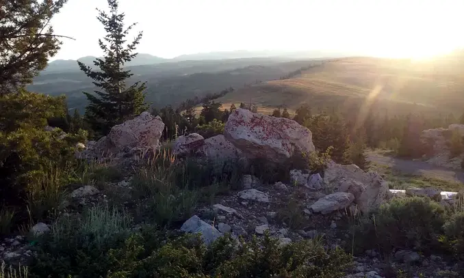 pine forest sunset