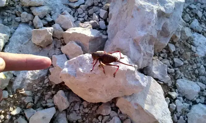 mormon cricket