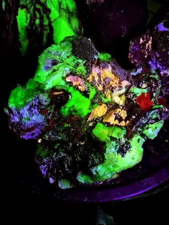 rock and lichen fluorescing