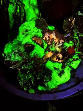 rock and lichen fluorescing