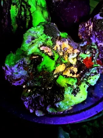 rock and lichen fluorescing