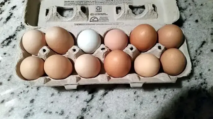 Eggs