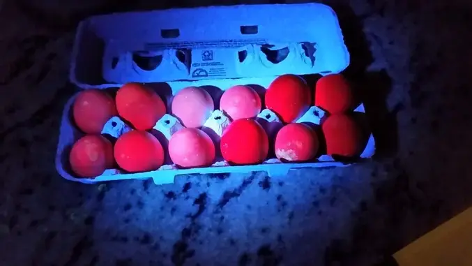 Fluorescent Eggs