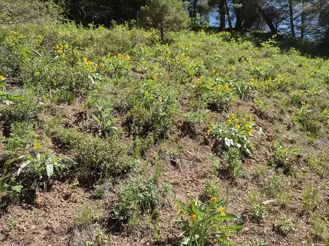 wildflowers