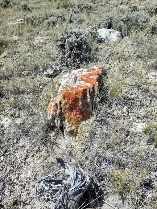 lichen encrusted rock