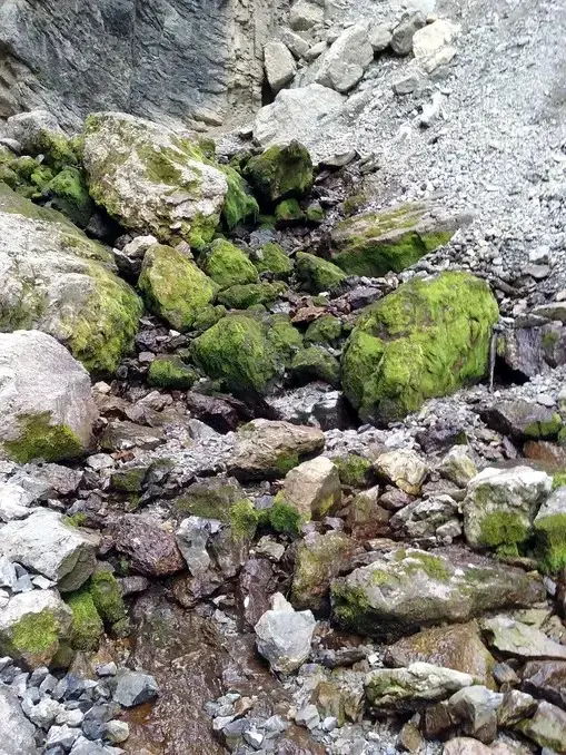 mossy periodic spring creek bed