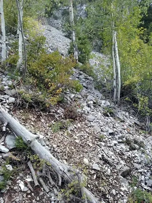 limestone scree