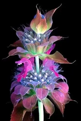 Fluorescent Plants