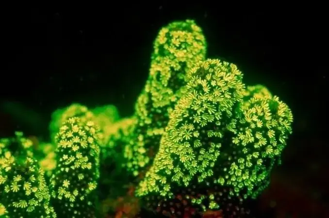 Deep Water Fluorescent Coral