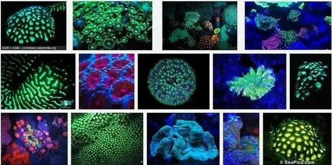 Fluorescent Coral