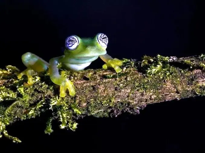 Glass Frog