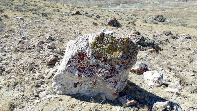 lichen covered boulder