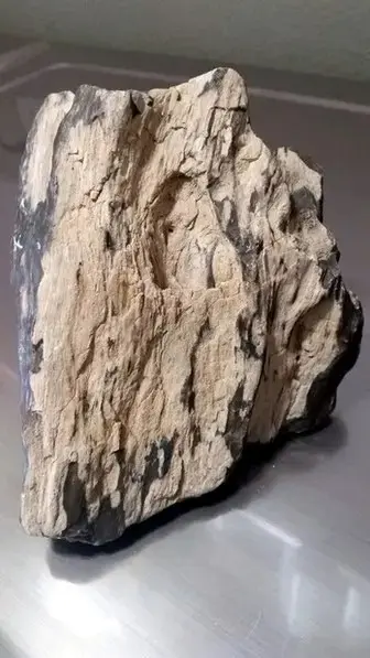 petrified wood specimen