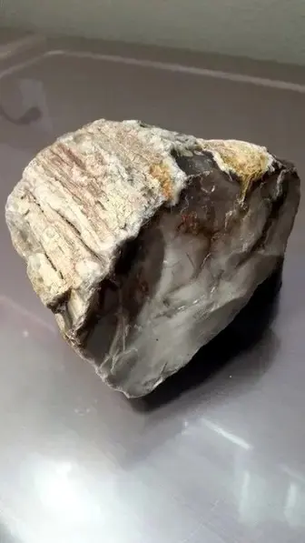 petrified wood specimen