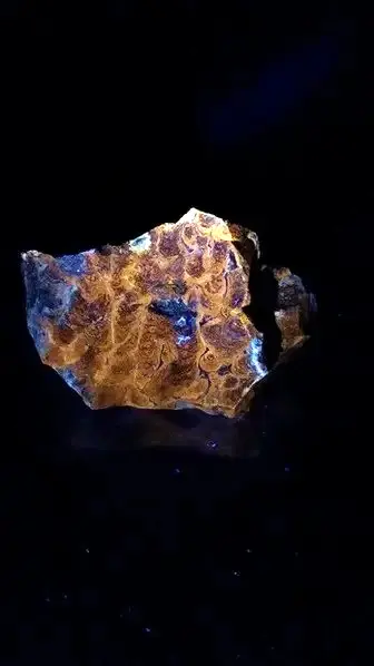 fluorescent stromatolite fossil 