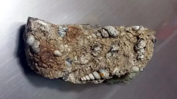 turritella agate