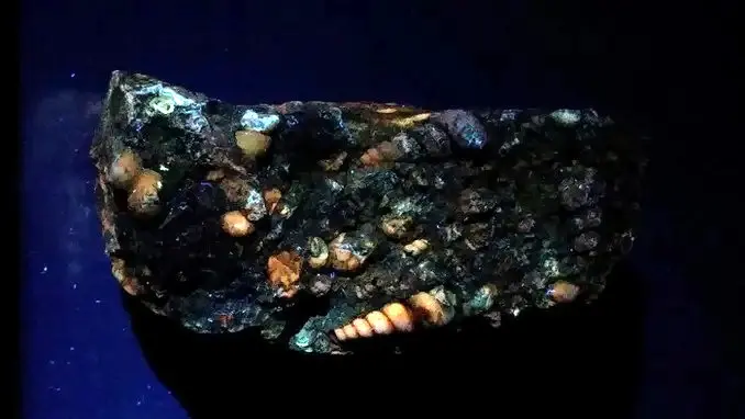 fluorescent turritella agate