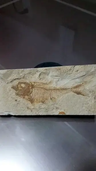 fish fossil