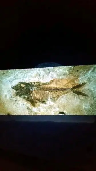 fluorescent fish fossil